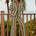 ZIGGY PANT - KHAKI/SAND